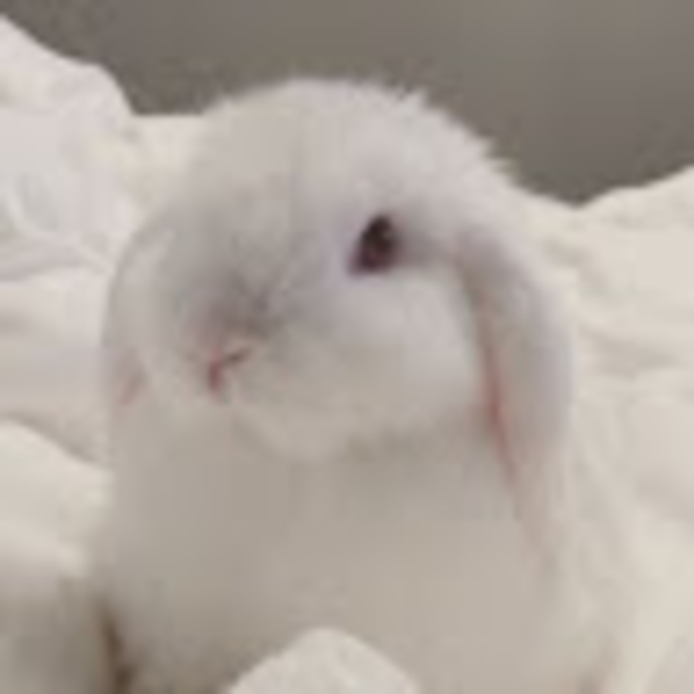 Meet your Posher, Reyna